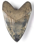 Natural Megalodon Tooth from Indonesia - 6.25" - Xformerz