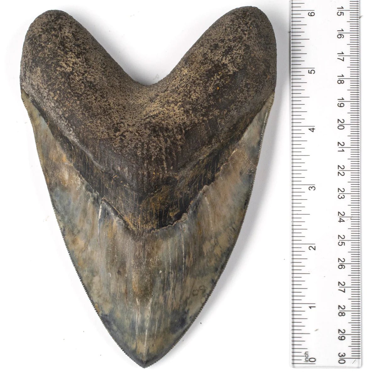 Natural Megalodon Tooth from Indonesia - 6.25" - Xformerz