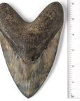 Natural Megalodon Tooth from Indonesia - 6.25" - Xformerz