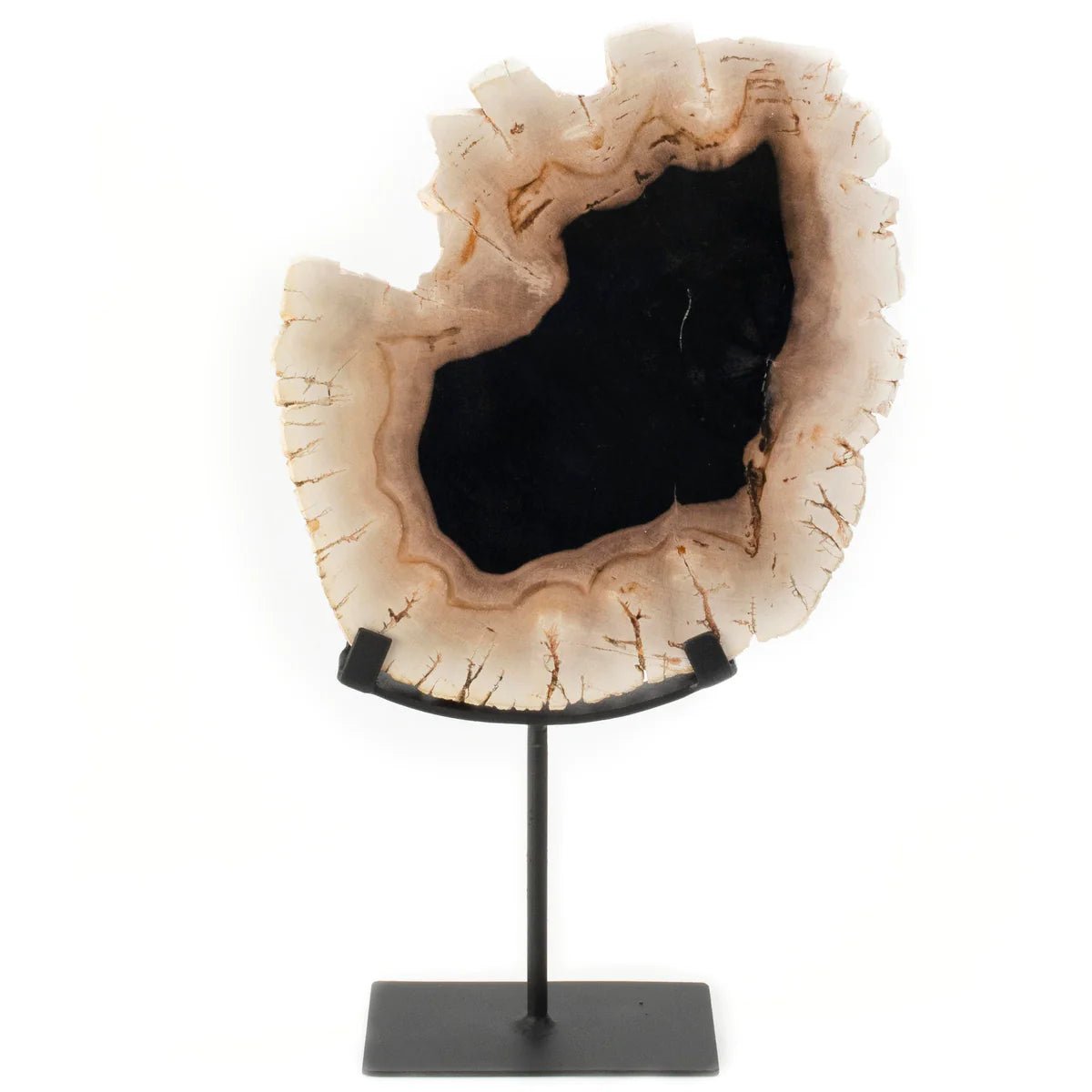 Petrified Wood Slice on Stand - Xformerz