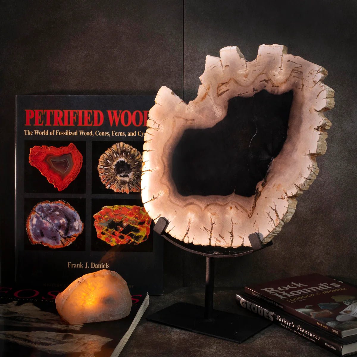 Petrified Wood Slice on Stand - Xformerz