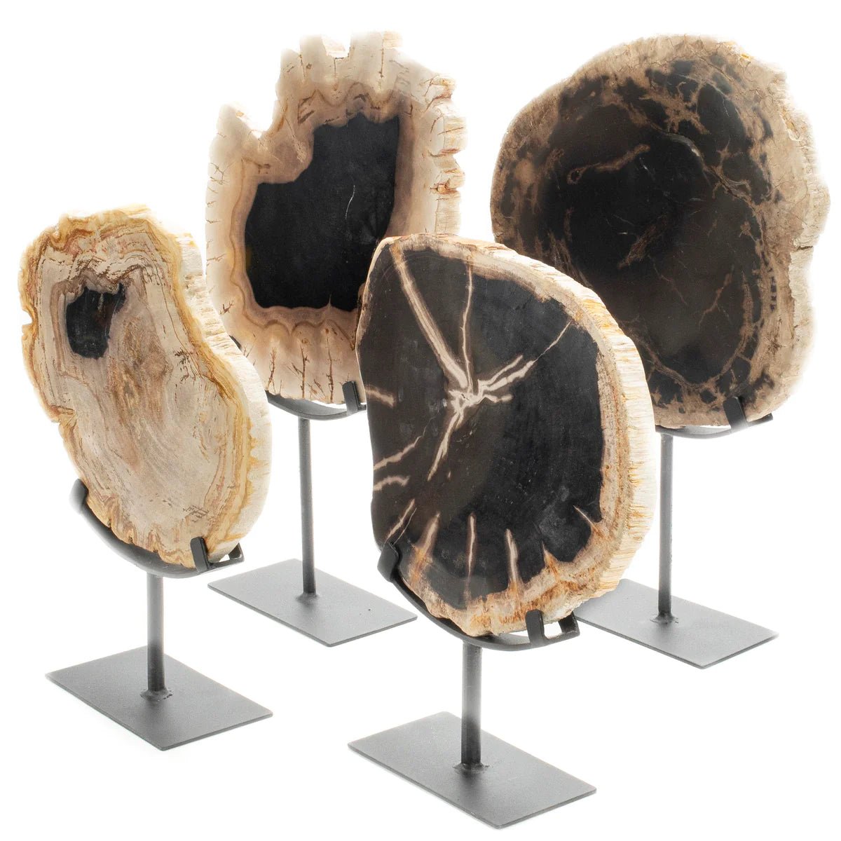 Petrified Wood Slice on Stand - Xformerz