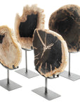 Petrified Wood Slice on Stand - Xformerz