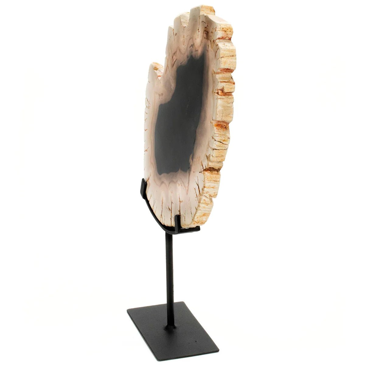 Petrified Wood Slice on Stand - Xformerz