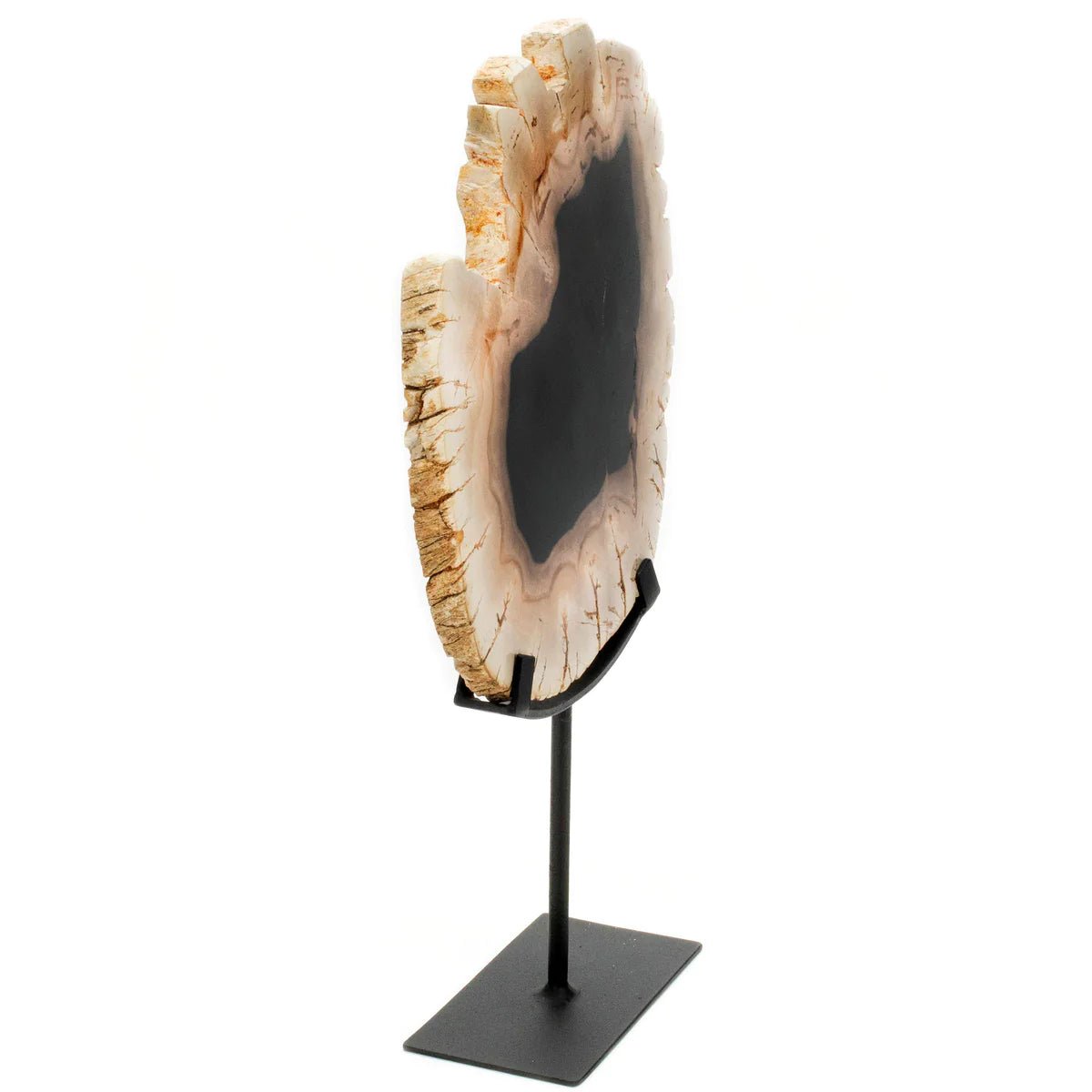 Petrified Wood Slice on Stand - Xformerz