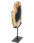 Petrified Wood Slice on Stand - Xformerz