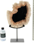 Petrified Wood Slice on Stand - Xformerz