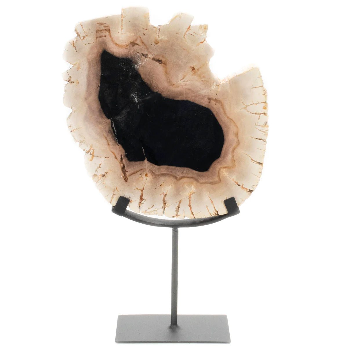 Petrified Wood Slice on Stand - Xformerz