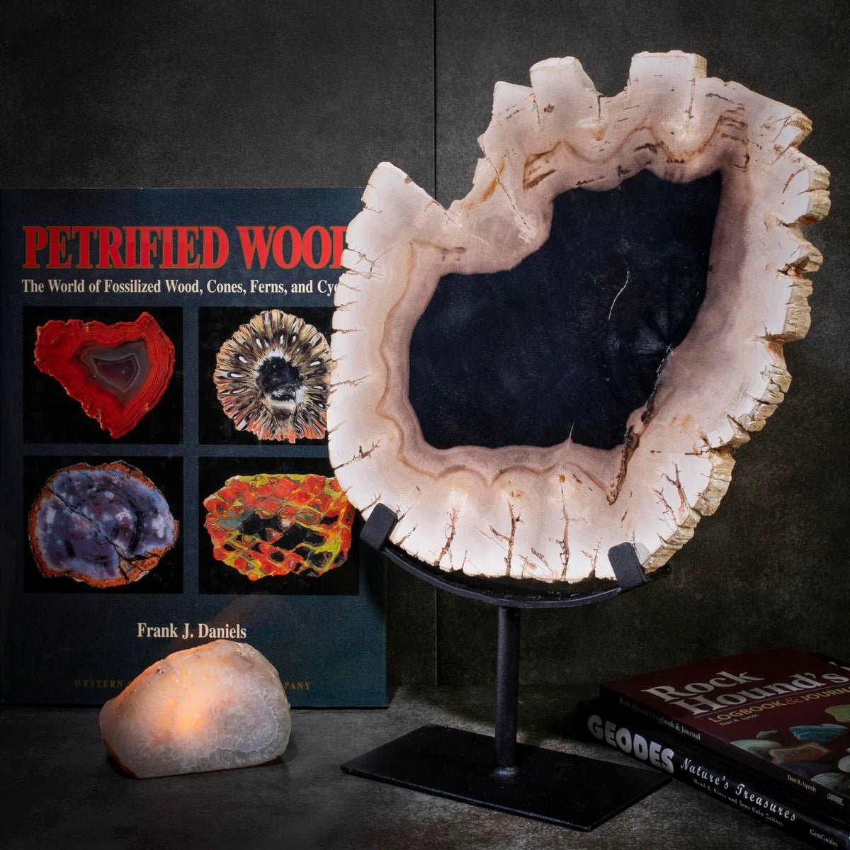 Petrified Wood Slice on Stand - Xformerz