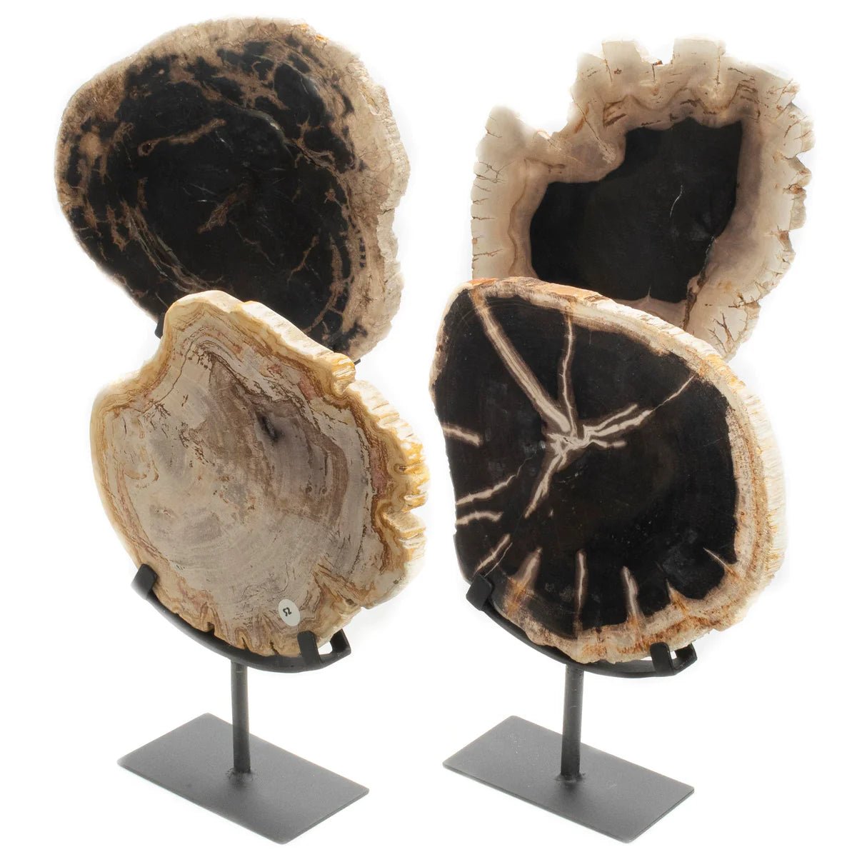 Petrified Wood Slice on Stand - Xformerz