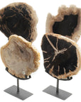 Petrified Wood Slice on Stand - Xformerz