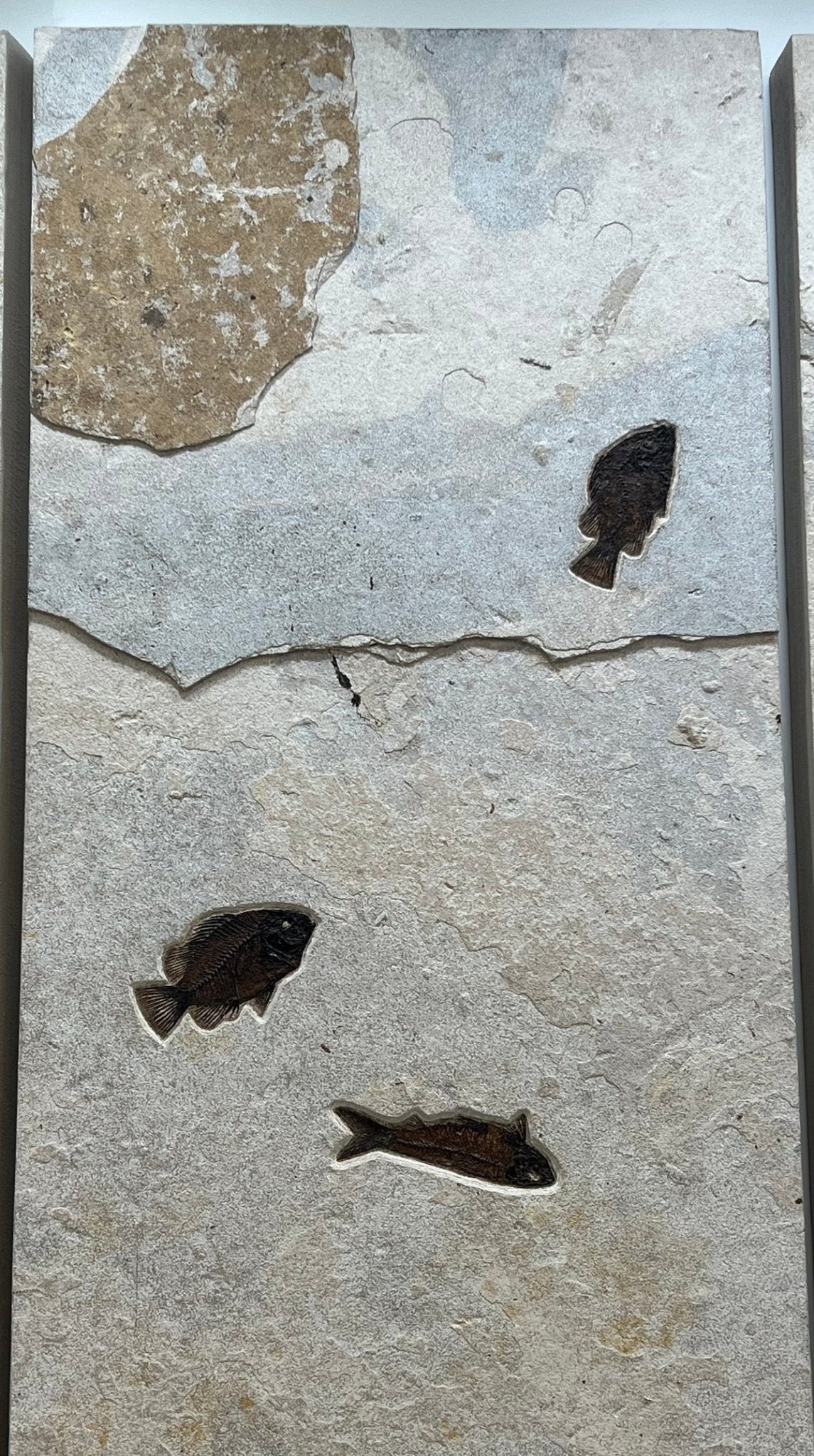 Triple Panel Wyoming Green River Formation Fish Fossil - 23" x 72" - Xformerz