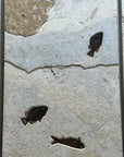 Triple Panel Wyoming Green River Formation Fish Fossil - 23" x 72" - Xformerz