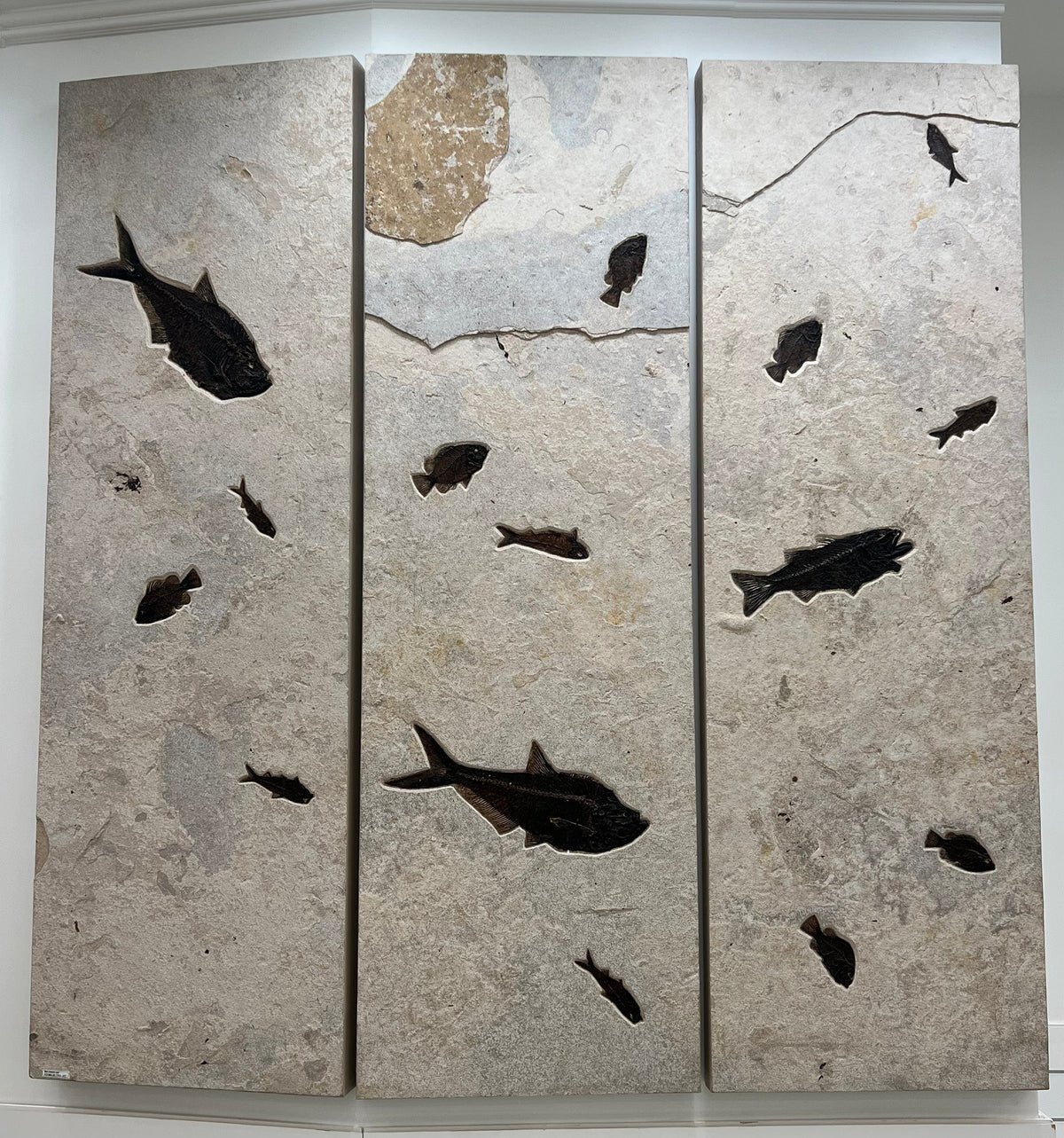 Triple Panel Wyoming Green River Formation Fish Fossil - 23&quot; x 72&quot; - Xformerz