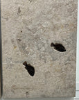 Triple Panel Wyoming Green River Formation Fish Fossil - 23" x 72" - Xformerz