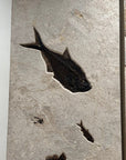 Triple Panel Wyoming Green River Formation Fish Fossil - 23" x 72" - Xformerz