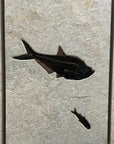 Triple Panel Wyoming Green River Formation Fish Fossil - 23" x 72" - Xformerz