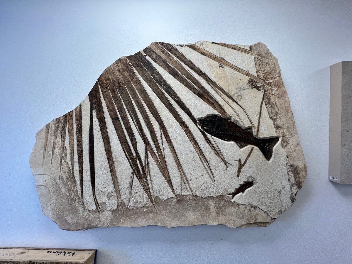 Wyoming Green River Formation Palm Leaf & Fish Fossil - Xformerz